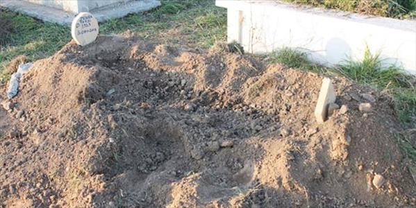 Ayı yine ceset yemek i&#231;in mezara saldırdı!