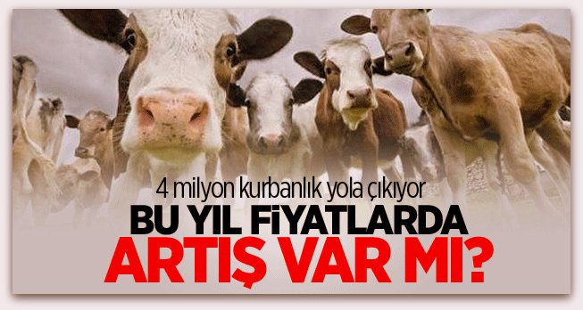 4 milyon kurbanlık yola çıkıyor! Bu yıl fiyatlarda artış var mı?