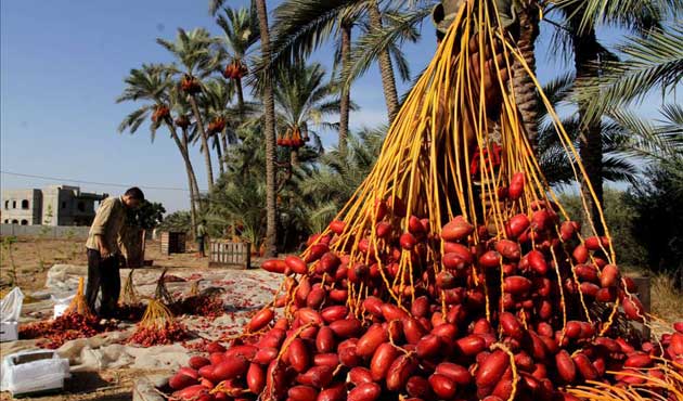 Gazze'den 15 yıl sonra ilk hurma ihracatı