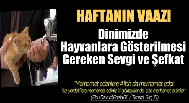 Dinimizde Hayvanlara Gösterilmesi Gereken Sevgi ve Şefkat