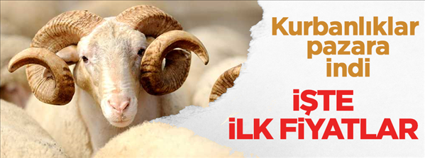 Kurbanlıklar pazara indi! İşte ilk fiyatları